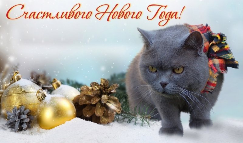 Поговорим о кошках 42