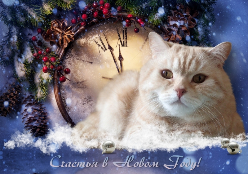 Поговорим о кошках 42