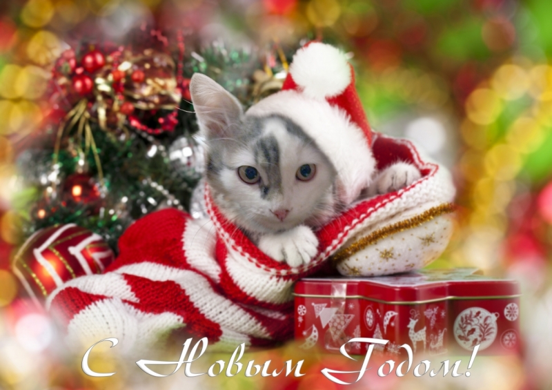 Поговорим о кошках 42