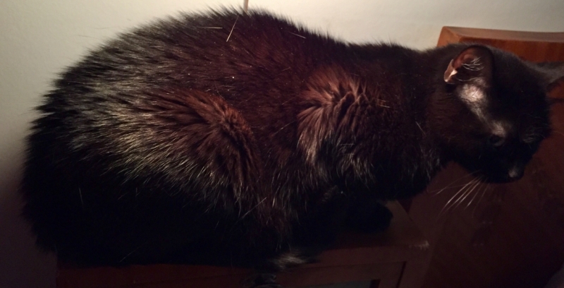 Поговорим о кошках 42