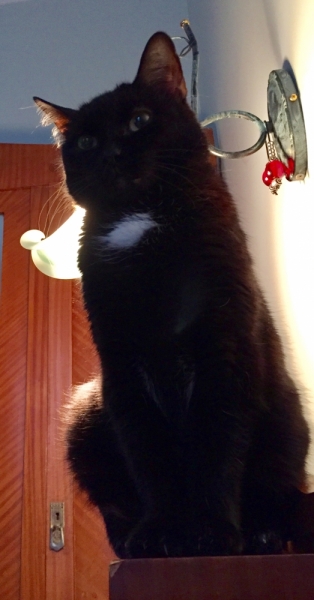 Поговорим о кошках 42