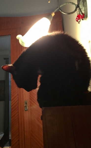 Поговорим о кошках 42