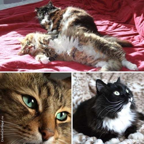 Поговорим о кошках 42