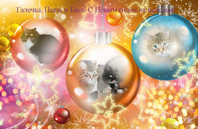 Поговорим о кошках 42