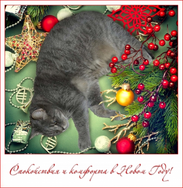 Поговорим о кошках 42