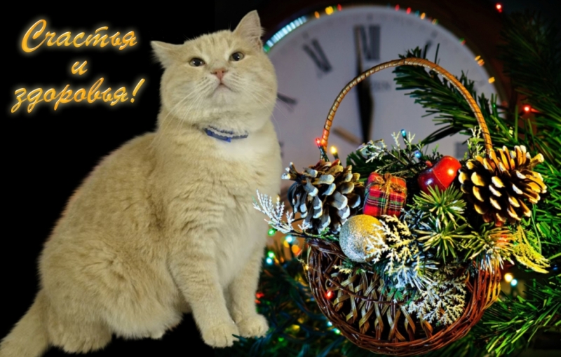 Поговорим о кошках 42