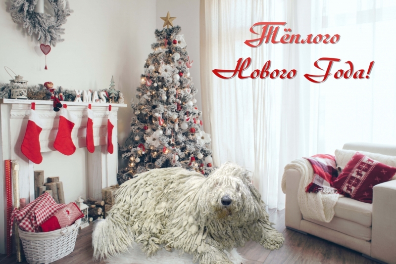 Поговорим о кошках 42