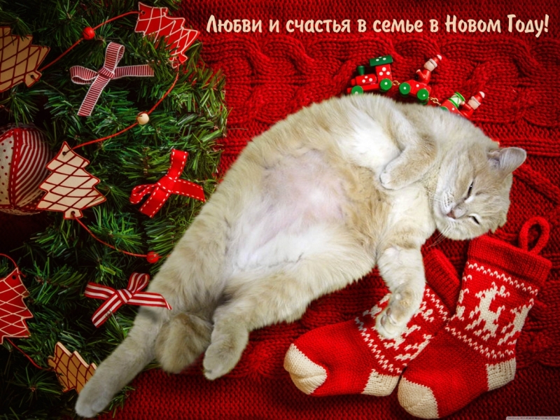 Поговорим о кошках 42