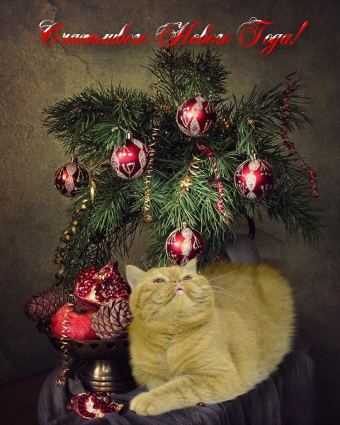 Поговорим о кошках 42