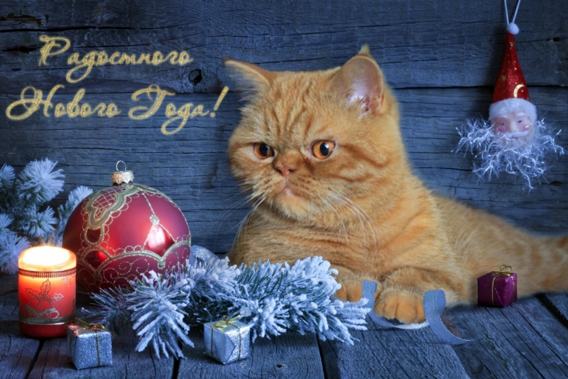 Поговорим о кошках 42