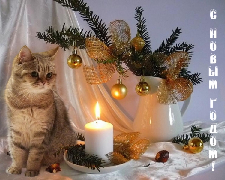 Поговорим о кошках 42