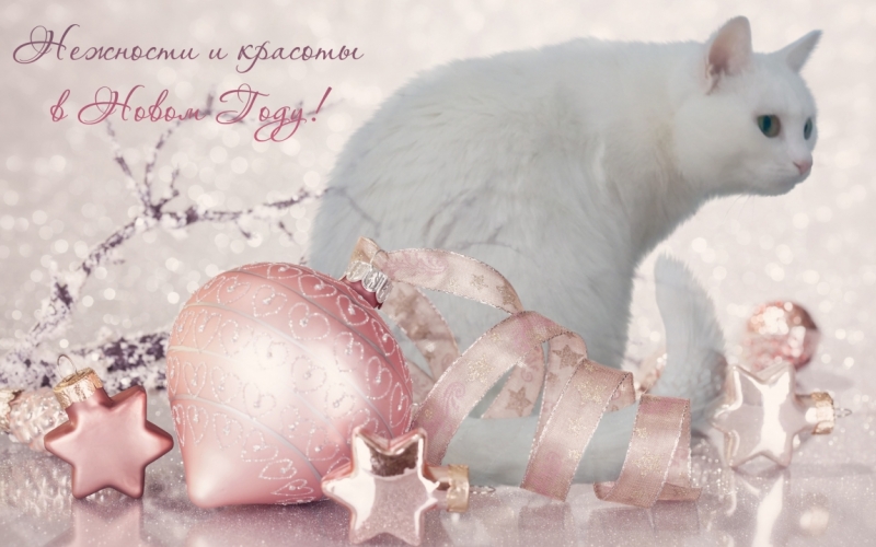 Поговорим о кошках 42