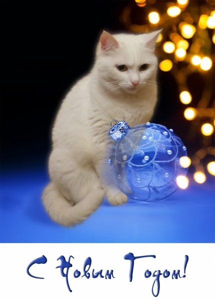 Поговорим о кошках 42