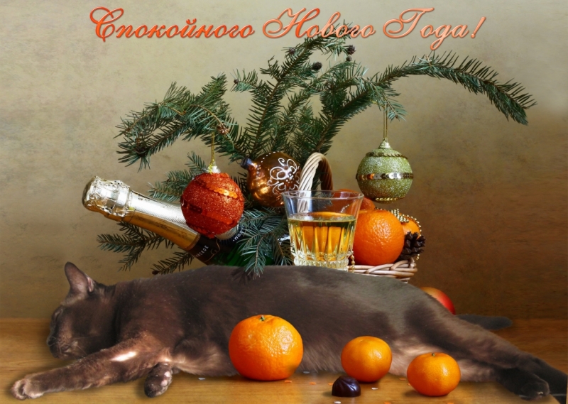 Поговорим о кошках 42