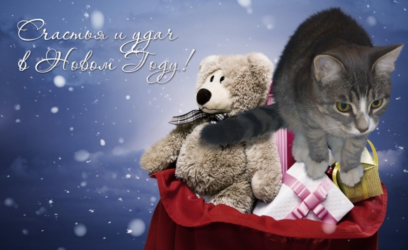 Поговорим о кошках 42