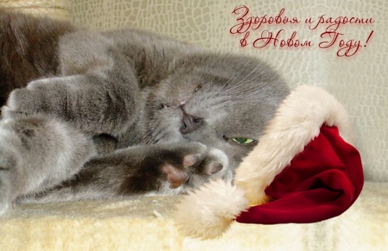 Поговорим о кошках 42