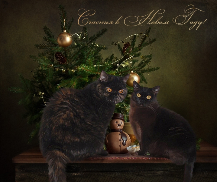 Поговорим о кошках 42