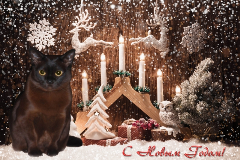 Поговорим о кошках 42