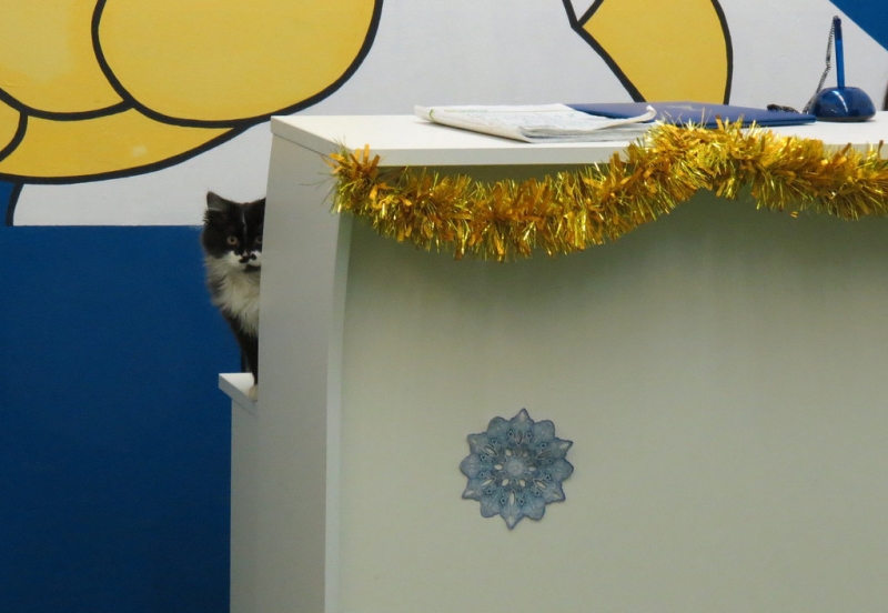 Поговорим о кошках 42