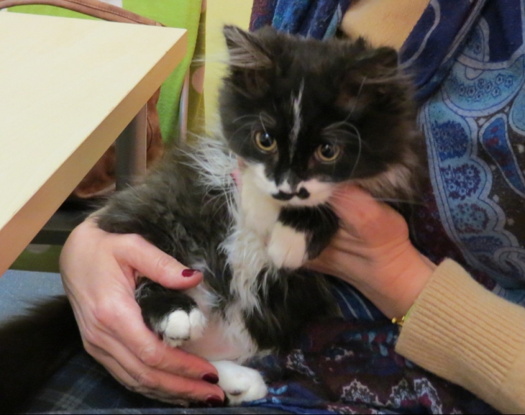 Поговорим о кошках 42