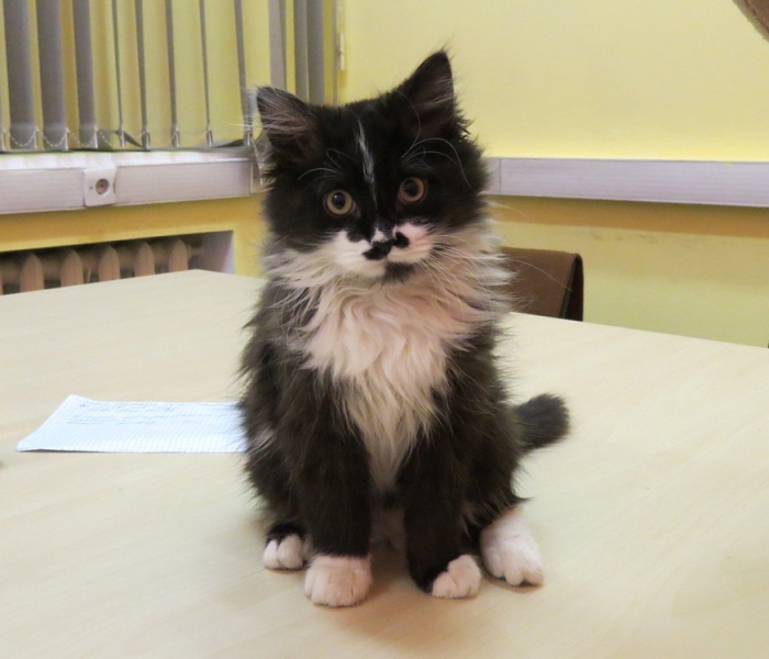 Поговорим о кошках 42