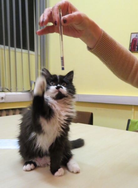 Поговорим о кошках 42