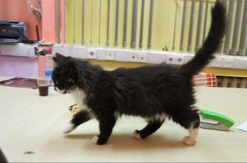 Поговорим о кошках 42