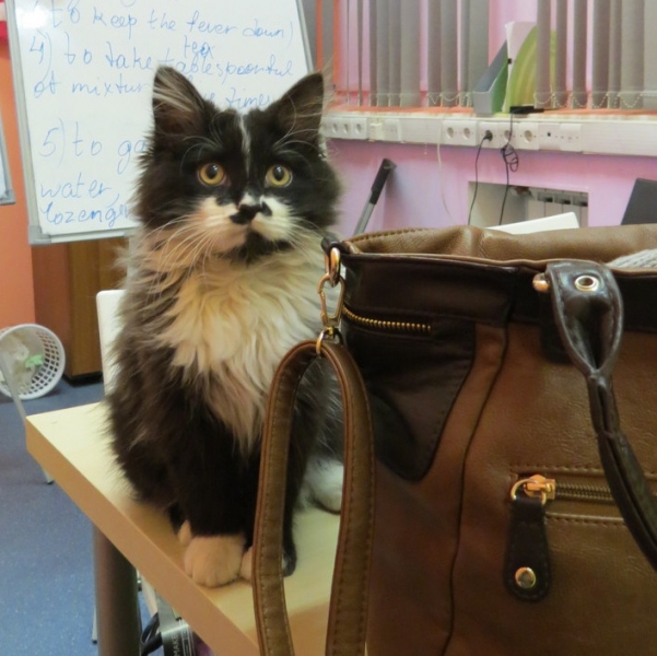 Поговорим о кошках 42