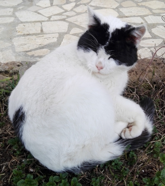 Поговорим о кошках 42