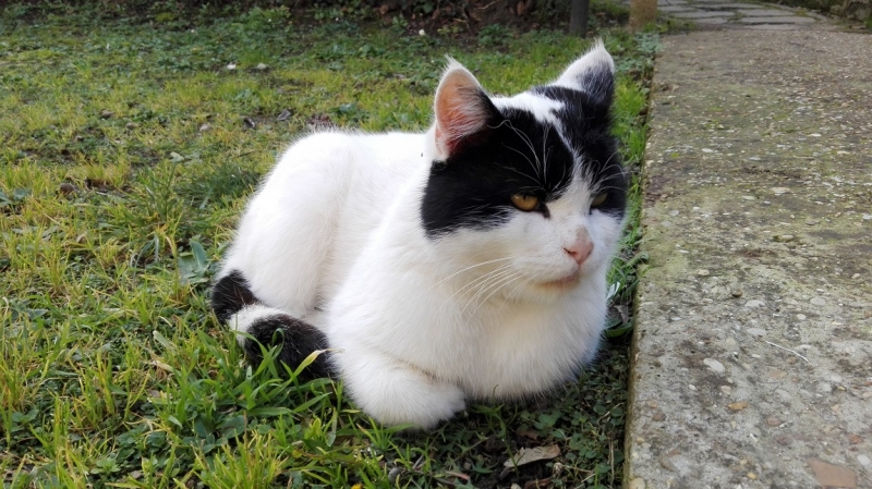 Поговорим о кошках 42