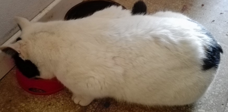 Поговорим о кошках 42