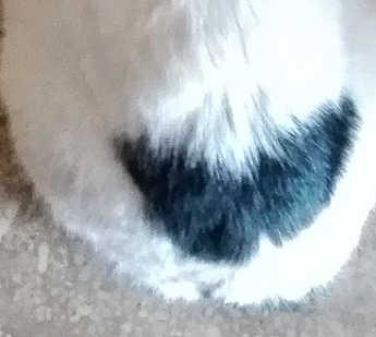 Поговорим о кошках 42