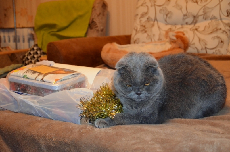 Поговорим о кошках 42