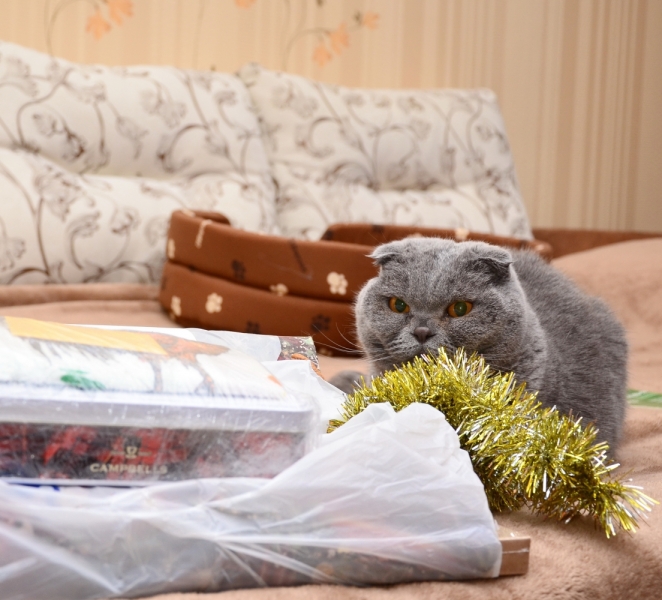 Поговорим о кошках 42