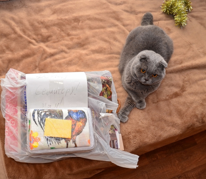 Поговорим о кошках 42