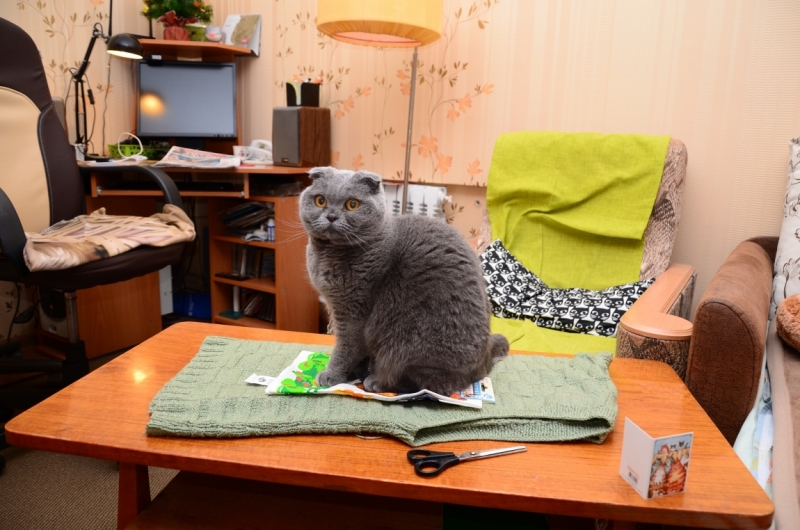 Поговорим о кошках 42