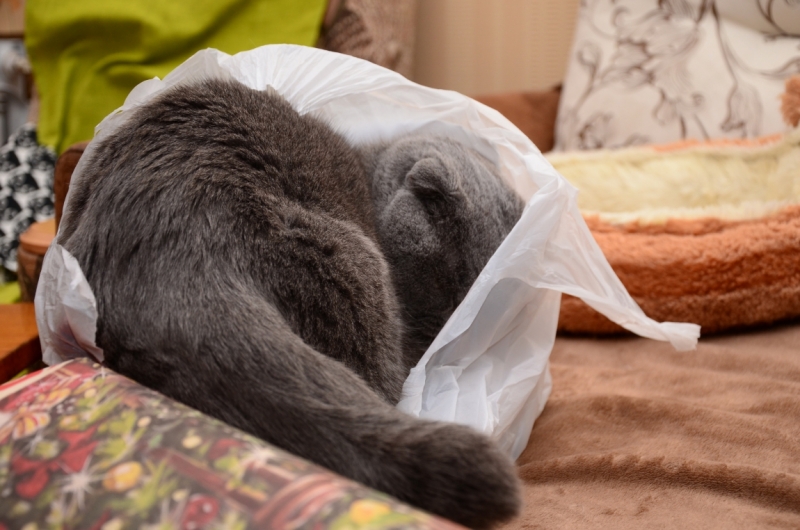 Поговорим о кошках 42