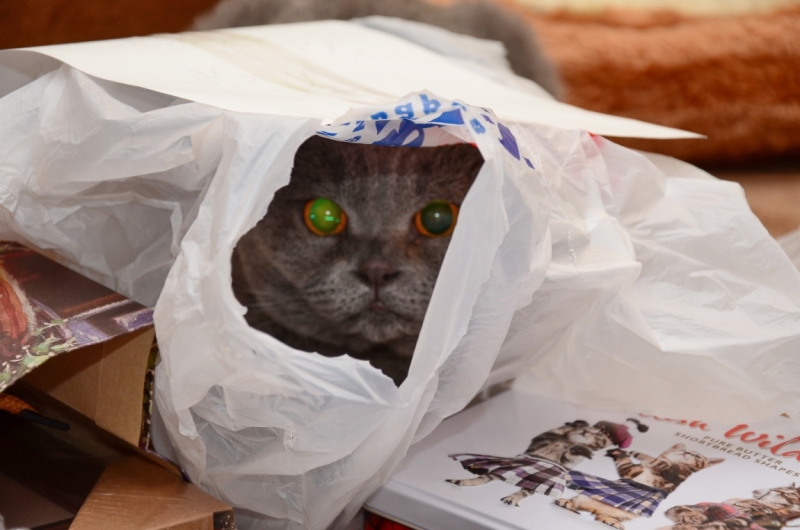 Поговорим о кошках 42