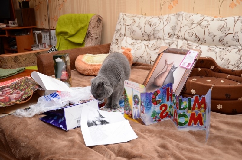 Поговорим о кошках 42