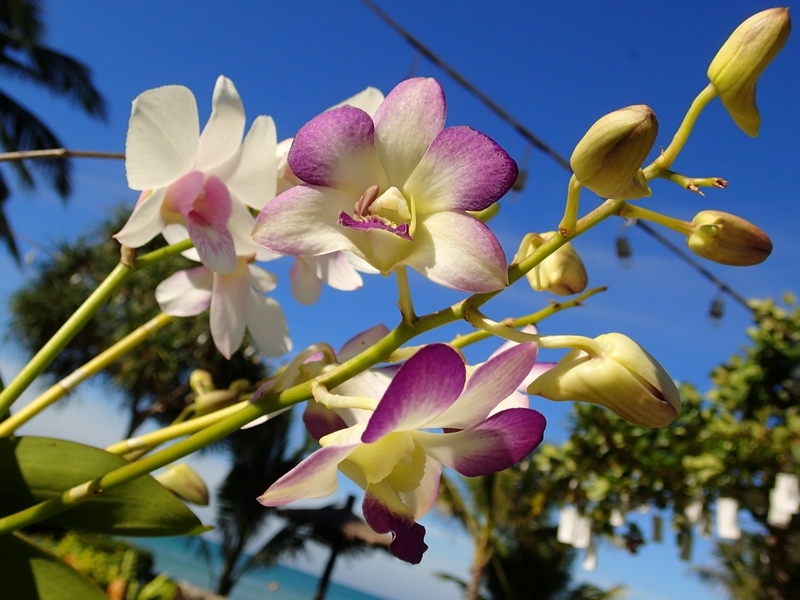 Поговорим о кошках 42