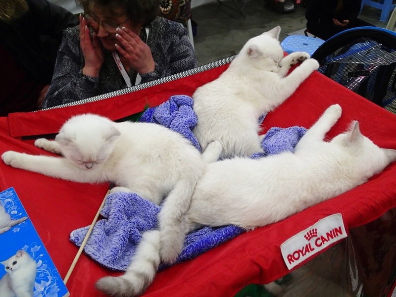 Поговорим о кошках 42