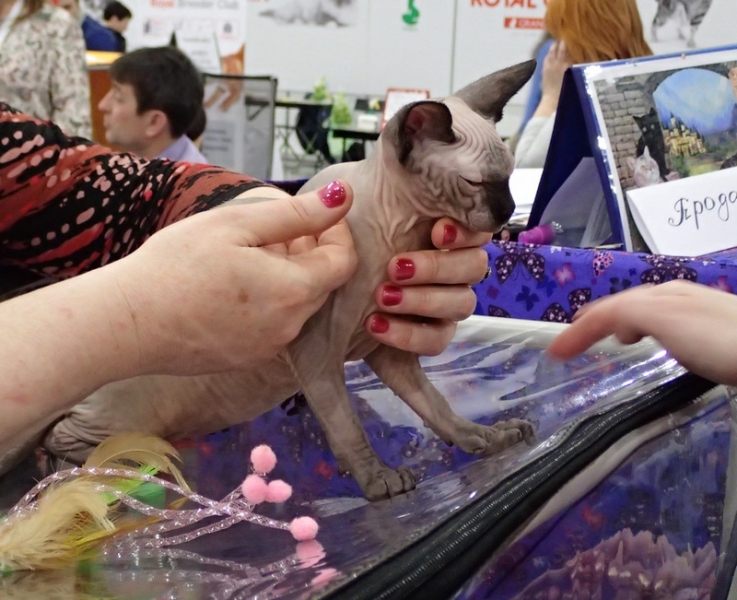 Поговорим о кошках 42