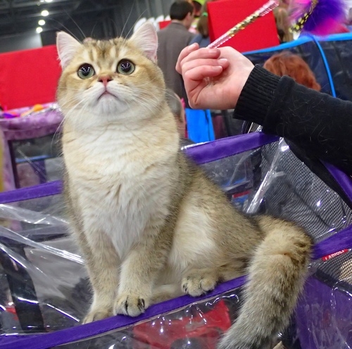 Поговорим о кошках 42