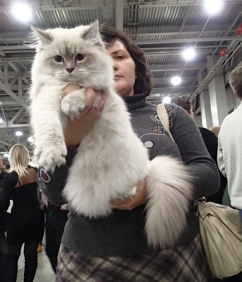 Поговорим о кошках 42