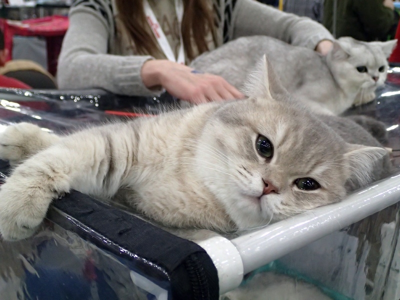 Поговорим о кошках 42