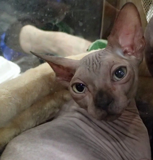 Поговорим о кошках 42