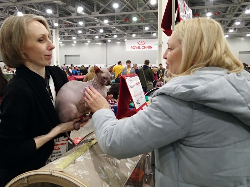 Поговорим о кошках 42