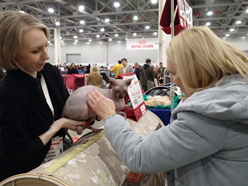 Поговорим о кошках 42