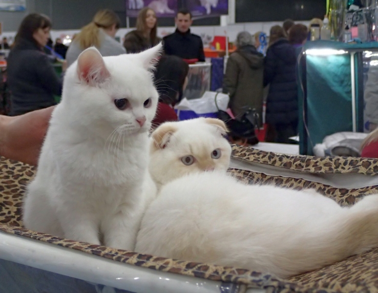 Поговорим о кошках 42