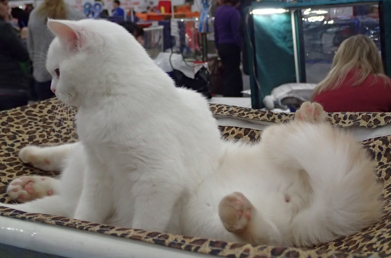 Поговорим о кошках 42